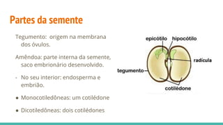 Partes da semente
Tegumento: origem na membrana
dos óvulos.
Amêndoa: parte interna da semente,
saco embrionário desenvolvido.
- No seu interior: endosperma e
embrião.
● Monocotiledôneas: um cotilédone
● Dicotiledôneas: dois cotilédones
 