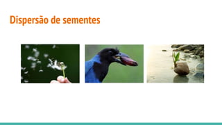 Dispersão de sementes
 