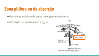 Zona pilífera ou de absorção
❖Grande quantidade de pelos de origem epidérmica;
❖Absorção de sais minerais e água.
 