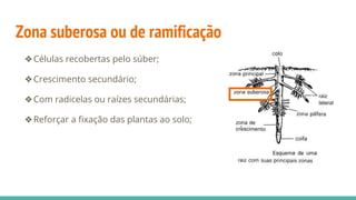 Zona suberosa ou de ramificação
❖Células recobertas pelo súber;
❖Crescimento secundário;
❖Com radicelas ou raízes secundárias;
❖Reforçar a fixação das plantas ao solo;
 