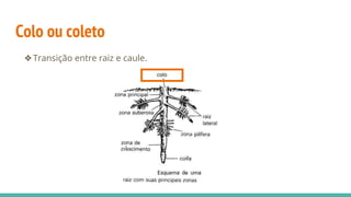 Colo ou coleto
❖Transição entre raiz e caule.
 