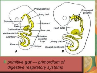 Primitive Digestive System Organo Pencernaan dan Respirasi 2017 ppt biologi | PPTX