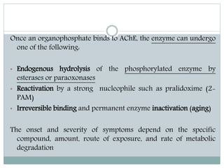 Once an organophosphate binds to AChE, the enzyme can undergo
one of the following:
• Endogenous hydrolysis of the phospho...