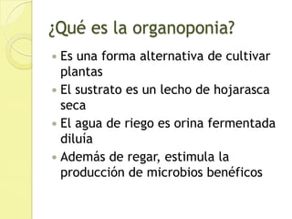 ¿Qué es la organoponia?Es una forma alternativa de cultivar plantasEl sustrato es un lecho de hojarasca secaEl agua de riego es orina fermentada diluíaAdemás de regar, estimula la producción de microbios benéficos