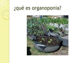 ¿qué es organoponia?