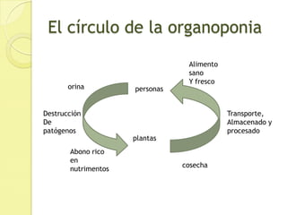El círculo de la organoponiaAlimento sano Y frescoorinapersonasDestrucción De patógenosTransporte, Almacenado y procesadoplantasAbono rico en nutrimentoscosecha