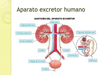 Aparato excretor humano