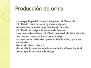 Producción de orinaLa sangre llega del torrente sanguíneo al Glomérulo