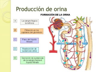 El filtrado contiene sales, glucosa y algunos aminoácidos, además de productos de desecho.