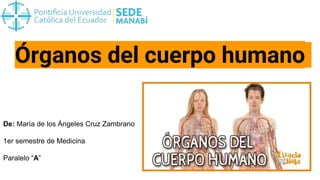 Órganos del cuerpo humano
De: María de los Ángeles Cruz Zambrano
1er semestre de Medicina
Paralelo “A”
 