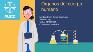 Órganos del cuerpo
humano
Nombre: Efren Junior Lino Lucio
Docente: Mg.
Fecha: 11/01/2021
1° Semestre Medicina
 