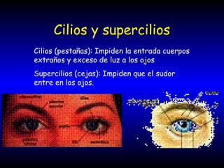 Cilios y supercilios
Cilios (pestañas): Impiden la entrada cuerpos
extraños y exceso de luz a los ojos
Supercilios (cejas): Impiden que el sudor
entre en los ojos.
 