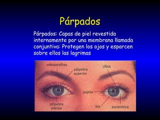 Párpados
Párpados: Capas de piel revestida
internamente por una membrana llamada
conjuntiva: Protegen los ojos y esparcen
sobre ellos las lagrimas
 