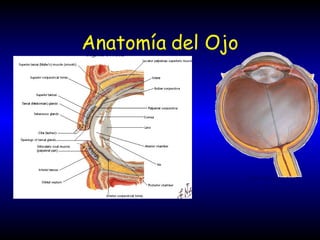 Anatomía del Ojo
 