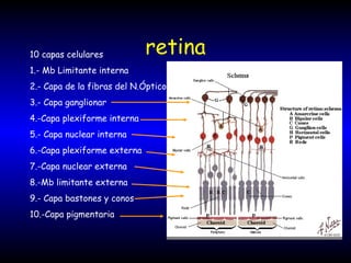 retina10 capas celulares
1.- Mb Limitante interna
2.- Capa de la fibras del N.Óptico
3.- Capa ganglionar
4.-Capa plexiforme interna
5.- Capa nuclear interna
6.-Capa plexiforme externa
7.-Capa nuclear externa
8.-Mb limitante externa
9.- Capa bastones y conos
10.-Capa pigmentaria
 
