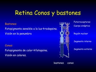 Retina Conos y bastones
Fotorreceptores
Cuerpo sináptico
Región nuclear
Segmento interno
Segmento externo
bastones conos
Bastones:
Fotopigmento sensible a la luzrodopsina.
Visión en la penumbra
Conos:
Fotopigmento de colorfotopsina.
Visión en colores.
 