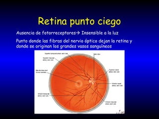 Retina punto ciego
Ausencia de fotorreceptores Insensible a la luz
Punto donde las fibras del nervio óptico dejan la retina y
donde se originan los grandes vasos sanguíneos
 