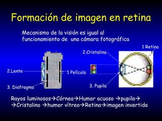 Formación de imagen en retina
Mecanismo de la visión es igual al
funcionamiento de una cámara fotográfica
Rayos luminososCórneaHumor acuoso pupila
Cristalino humor vítreoRetinaimagen invertida
2.Lente
3. Diafragma
1 Película
2.Cristalino
1 Retina
3. Pupila
 