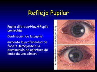 Reflejo Pupilar
Pupila dilatadaluzPupila
contraída
Contricción de la pupila:
aumenta la profundidad de
foco semejante a la
disminución de apertura de
lente de una cámara
 
