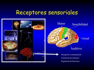 Receptores sensoriales
Percepción e interpretación
Control de movimientos
Regulación de funciones
Motor Sensibilidad
visual
Auditivo
 