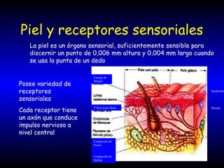 Piel y receptores sensoriales
La piel es un órgano sensorial, suficientemente sensible para
discernir un punto de 0,006 mm altura y 0,004 mm largo cuando
se usa la punta de un dedo
Posee variedad de
receptores
sensoriales
Cada receptor tiene
un axón que conduce
impulso nervioso a
nivel central
Epidermis
Dermis
Corpúsculo de
Pacini
Corpúsculo de
Rufiini
T.Nerviosas libres
Cuerpo de
Merkel
 