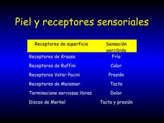 Piel y receptores sensoriales
Receptores de superficie Sensación
percibida
Receptores de Krause Frío
Receptores de Ruffini Calor
Receptores Vater Pacini Presión
Receptores de Meissner Tacto
Terminacione nerviosas libres Dolor
Discos de Merkel Tacto y presión
 