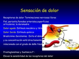 Sensación de dolor
Receptores de dolor Terminaciones nerviosas libres
Piel, periostio,Paredes arteriales,superficies
articulares, la duramadre
Dolor agudo: Estímulo mecánico y térmico
Dolor Sordo: Estímulo químico
Bradicinina-Serotonina: Exita el dolor
y su concentración está directamente
relacionada con el grado de daño tisular
Prostaglandinas y Sustancia P :
Elevan la sensibilidad de los receptores del dolor
 
