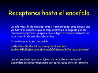 Receptores hasta el encefalo
La información de nociceptores y termorreceptores siguen una
vía hasta el encéfalo que es muy distinta a la seguida por los
mecanorreceptoresexperiencia subjetiva desencadenada por
la activación de sus vías aferentes.
El camino puede ser resumido
Exitación raíz dorsal del receptor médula
espinalBulbo(medula oblongada)tálamoCorteza cerebral
Las sensaciones que se originan de receptores de la piel
dependen de neocorteza para ser apreciadas concientemente
 