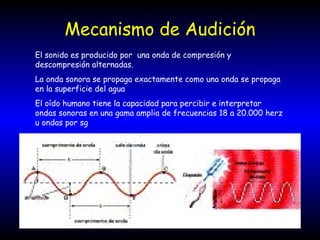 Mecanismo de Audición
El sonido es producido por una onda de compresión y
descompresión alternadas.
La onda sonora se propaga exactamente como una onda se propaga
en la superficie del agua
El oído humano tiene la capacidad para percibir e interpretar
ondas sonoras en una gama amplia de frecuencias 18 a 20.000 herz
u ondas por sg
 