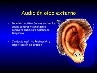 Audición oído externo
• Pabellón auditivo Surcos captan las
ondas sonoras y canalizan al
conducto auditivomembrana
timpánica
• Conducto auditivo Protección y
amplificación de presión
 