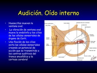 Audición. Oído interno
• Huesecillos mueven la
ventana oval.
• La vibración de ventana oval
mueve la endolinfa y los cilios
de las células sensoriales de
órgano de Corti.
• Una flexión de los cilios
exita las células sensoriales
creando un potencial de
acción que es transmitido a
los centros auditivos del
tronco encefálico y la
corteza cerebral
 