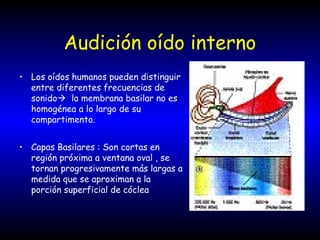 Audición oído interno
• Los oídos humanos pueden distinguir
entre diferentes frecuencias de
sonido la membrana basilar no es
homogénea a lo largo de su
compartimento.
• Capas Basilares : Son cortas en
región próxima a ventana oval , se
tornan progresivamente más largas a
medida que se aproximan a la
porción superficial de cóclea
 