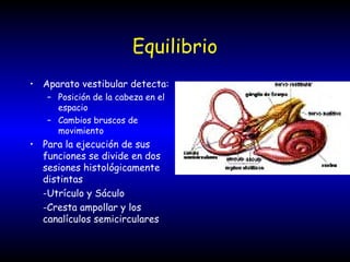 Equilibrio
• Aparato vestibular detecta:
– Posición de la cabeza en el
espacio
– Cambios bruscos de
movimiento
• Para la ejecución de sus
funciones se divide en dos
sesiones histológicamente
distintas
-Utrículo y Sáculo
-Cresta ampollar y los
canalículos semicirculares
 