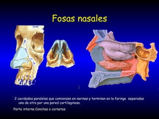 Fosas nasales
2 cavidades paralelas que comienzan en narinas y terminan en la faringe separadas
una de otra por una pared cartilaginosa.
Parte interna Conchas o cornetes
 