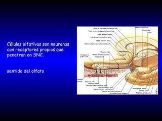 Células olfativas son neuronas
con receptores propios que
penetran en SNC.
sentido del olfato
 