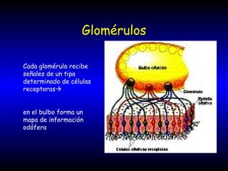 Glomérulos
Cada glomérulo recibe
señales de un tipo
determinado de células
receptoras
en el bulbo forma un
mapa de información
odófera
 