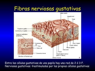 Fibras nerviosas gustativas
Entre las células gustativas de una papila hay una red de 2 ó 3 F.
Nerviosas gustativas estimuladas por las propias células gustativas
 