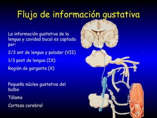 Flujo de información gustativa
La información gustativa de la
lengua y cavidad bucal es captada
por:
2/3 ant de lengua y paladar (VII)
1/3 post de lengua (IX)
Región de garganta (X)
Pequeño núcleo gustativo del
bulbo
Tálamo
Corteza cerebral
 