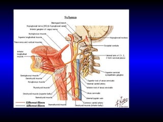 Organos de-los-sentidos
