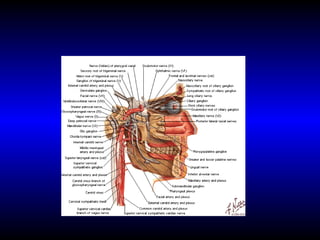 Organos de-los-sentidos