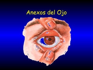 Anexos del Ojo
 