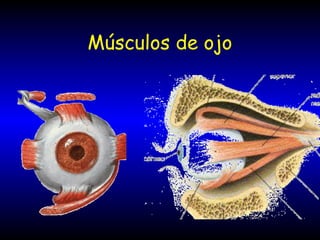 Músculos de ojo
 