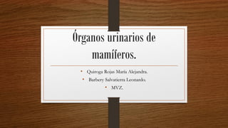 Órganos urinarios de
mamíferos.
• Quiroga Rojas María Alejandra.
• Barbery Salvatierra Leonardo.
• MVZ.
 