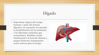 Hígado
• Importante órgano del cuerpo
humano y parte del sistema
digestivo, su actuación nos permite
la metabolización de los nutrientes
y las diferentes sustancias que
consumimos. También resulta
fundamental a la hora de eliminar y
purgar elementos interpretados
como nocivos para el cuerpo.
 
