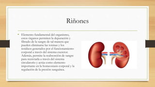 Riñones
• Elemento fundamental del organismo,
estos órganos permiten la depuración y
filtrado de la sangre de tal manera que
pueden eliminarse las toxinas y los
residuos generados por el funcionamiento
corporal a través del sistema excretor.
Además, permite la reabsorción de sangre
para reenviarla a través del sistema
circulatorio y actúa como elemento
importante en la homeostasis corporal y la
regulación de la presión sanguínea.
 