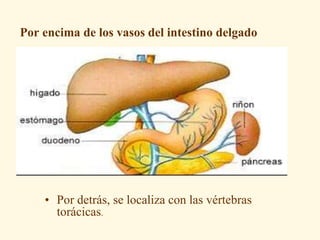 Por encima de los vasos del intestino delgado
• Por detrás, se localiza con las vértebras
torácicas.
 