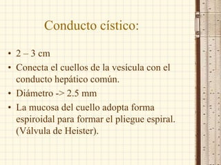 Conducto cístico:
• 2 – 3 cm
• Conecta el cuellos de la vesícula con el
conducto hepático común.
• Diámetro -> 2.5 mm
• La mucosa del cuello adopta forma
espiroidal para formar el pliegue espiral.
(Válvula de Heister).
 