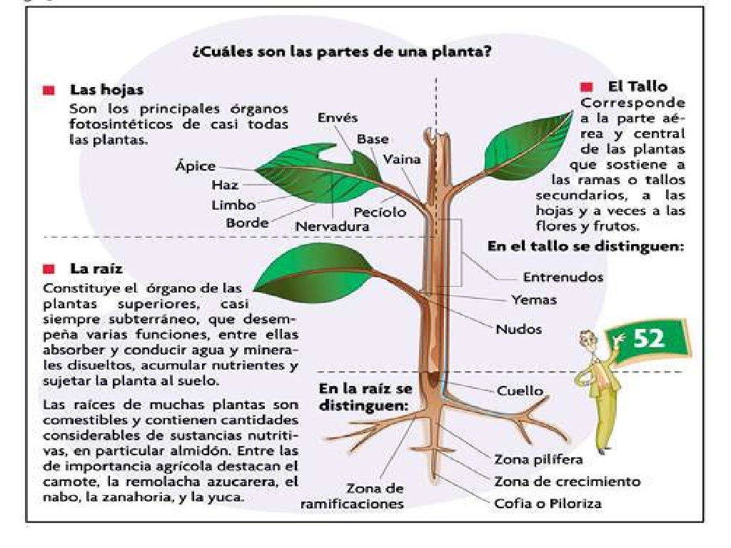 Organos de la planta