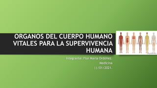 ORGANOS DEL CUERPO HUMANO
VITALES PARA LA SUPERVIVENCIA
HUMANA
Integrante: Flor María Ordóñez.
Medicina
||/01/2021.
 