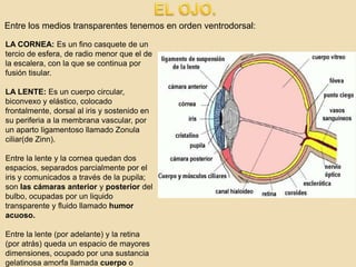 ORGANO DE LA VISTA.
En condiciones normales de luz, el diámetro de la pupila varia entre 1.5 y 4 mm;
cuando esta por abajo...